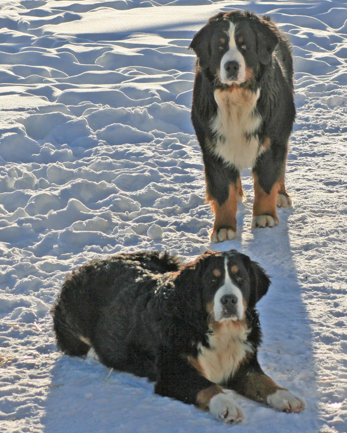 Bernese Beowulf